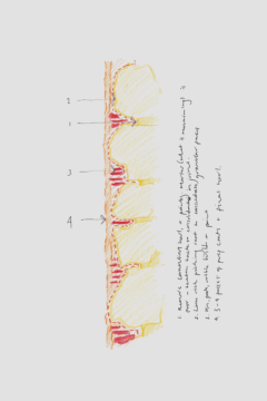 GRAS_Tolbooth West Wemyss Drawings by Charlie Porter3